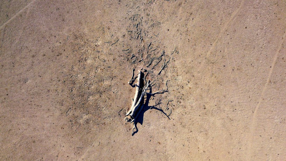 Un Ã¡rbol muerto por la sequÃ­a en la propiedad del agricultor Tom Wollaston en Nueva Gales del Sur (Australia).