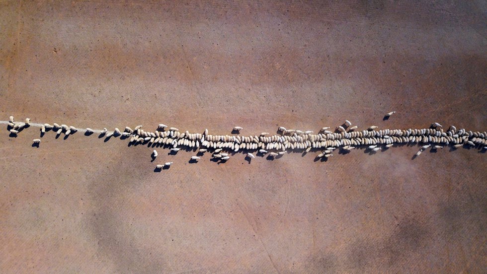 Ovejas comen granos caídos en un potrero afectado por la sequía en Tamworth, Nueva Gales del Sur (Australia).