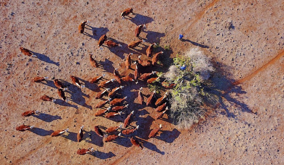 Ash Whitney corta ramas de un Ã¡rbol para alimentar a su ganado en Gunnedah, Nueva Gales del Sur (Australia).