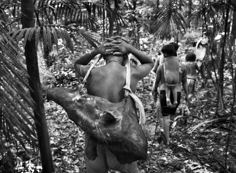 AyaxPunu, despuÃ©s de cazar, carga a sus espaldas con una cabeza de tapir. El tapir es el mamÃ­fero hervÃ­boro mÃ¡s grande de Brasil, con un peso que puede alcanzar los 300 kilogramos.