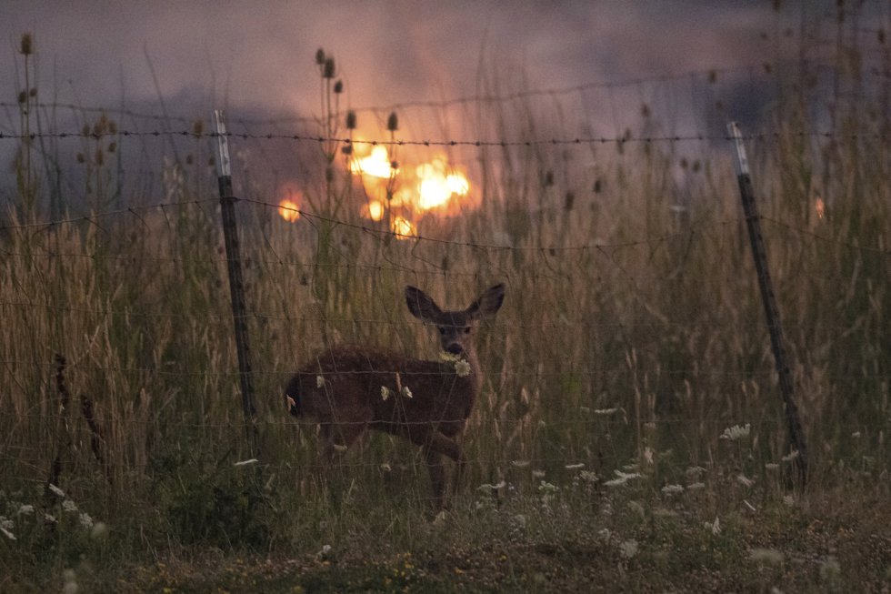 Un ciervo se para detrás de una cerca en Lakeport, California, el 31 de julio de 2018. 