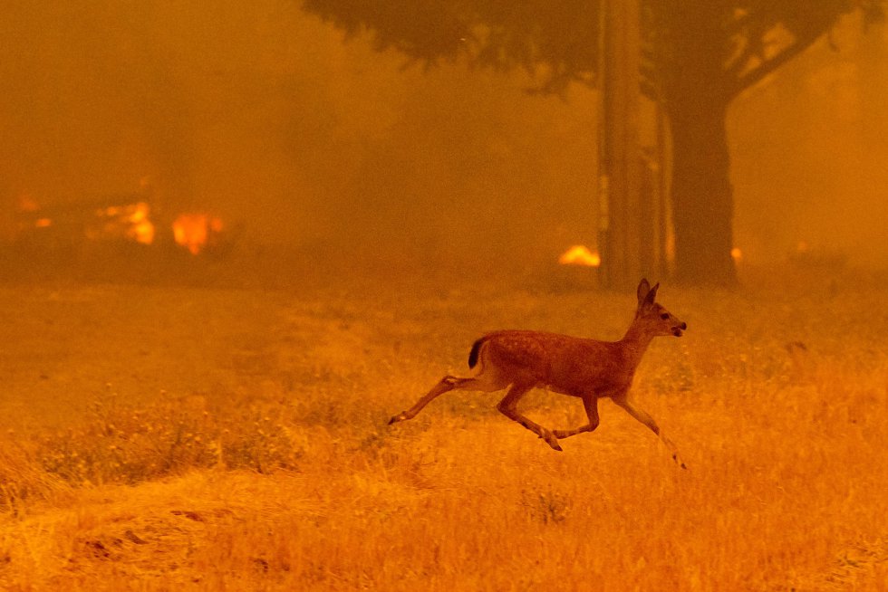 Un ciervo huye de las llamas por la carretera New Long Valley, cerca de Clearlake Oaks, el 4 de agosto de 2018. 