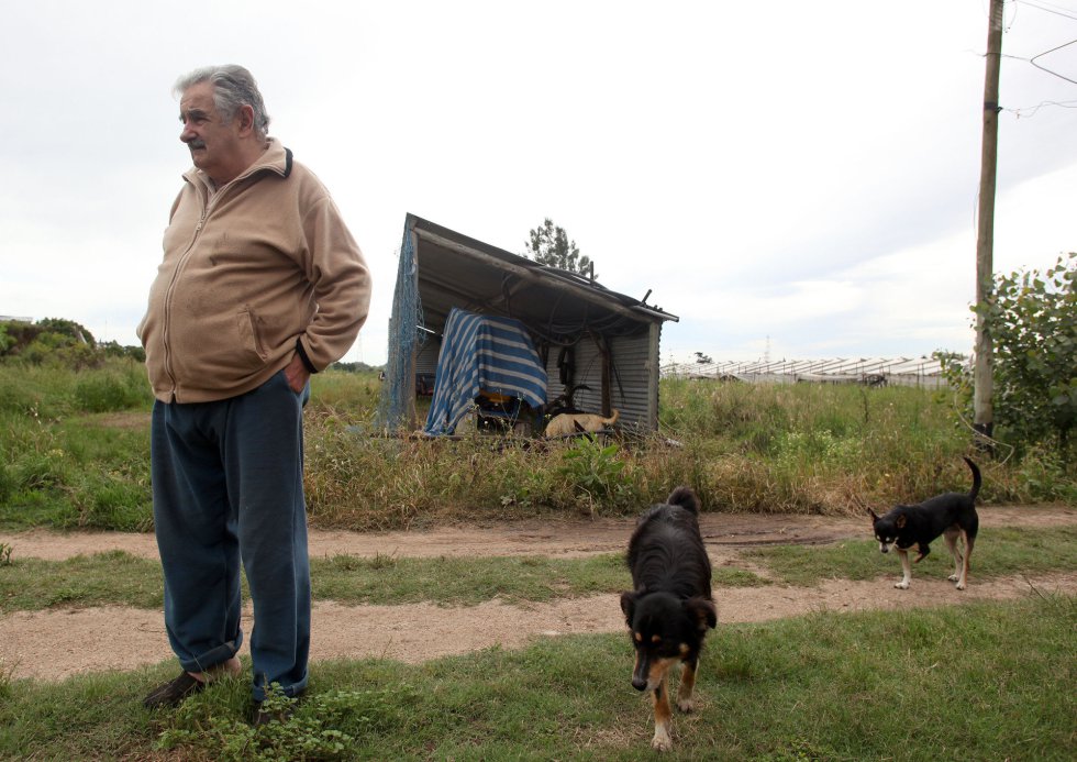 José Mujica, fotografiado en su finca en Rincón del Cerro, Montevideo, el 27 de noviembre de 2009, durante la campaña electoral de las elecciones presidenciales de 2009. Mujica encabezaba las encuestas de opinión sobre su rival Alberto Lacalle, del partido Partido Nacional.