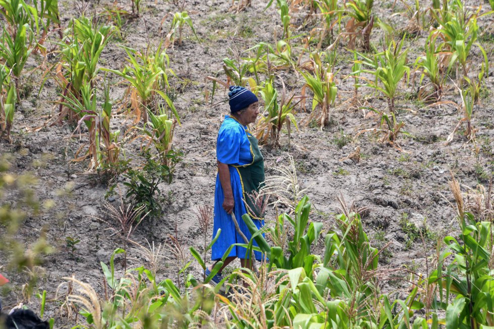 El corredor seco de AmÃ©rica Latina, que abarca desde el sur de MÃ©xico hasta PanamÃ¡, sufre desde 2009 una situaciÃ³n crÃ­tica debido a la escasez de agua provocada por un cambio en el rÃ©gimen de precipitaciones, afectando al rendimiento de los cultivos. Guatemala, Honduras, Nicaragua y El Salvador son los paises mÃ¡s vulnerables de la zona. En la foto, el hondureÃ±o Santos RodrÃ­guez, de 70 aÃ±os, atraviesa un campo de maÃ­z afectado por la sequÃ­a en San Buenaventura, a 30 kilÃ³metros al sur de Tegucigalpa, el 15 de agosto de 2018.