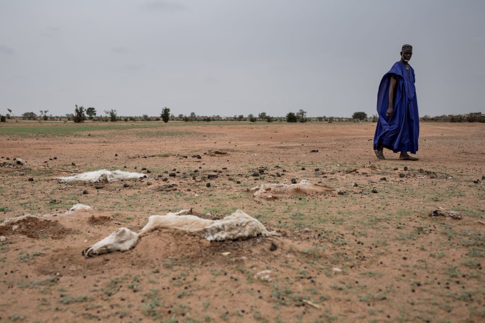 Senegal atraviesa su tercera crisis hÃ­drica en seis aÃ±os y se enfrenta a un grave problema de hambruna, dejando a 245.000 personas sin alimento. En la foto, animales muertos por la sequÃ­a en Senegal.