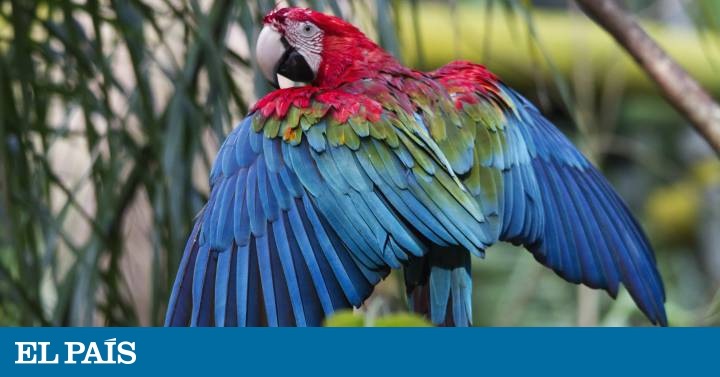 Loro Guacamayo Loros Opinión El PaÍs