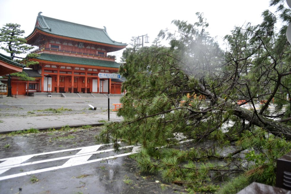 Árboles dañados por el paso del tifón Jebi.