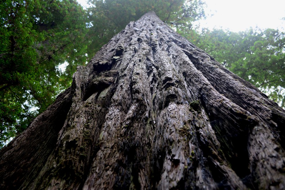 Los yurok viven rodeados de enormes secuoyas, uno de los Ã¡rboles mÃ¡s eficientes a la hora de atrapar CO2. Han aprovechado esta oportunidad para vender bonos de carbono. Con el dinero que sacan compran mÃ¡s terrenos de bosque.