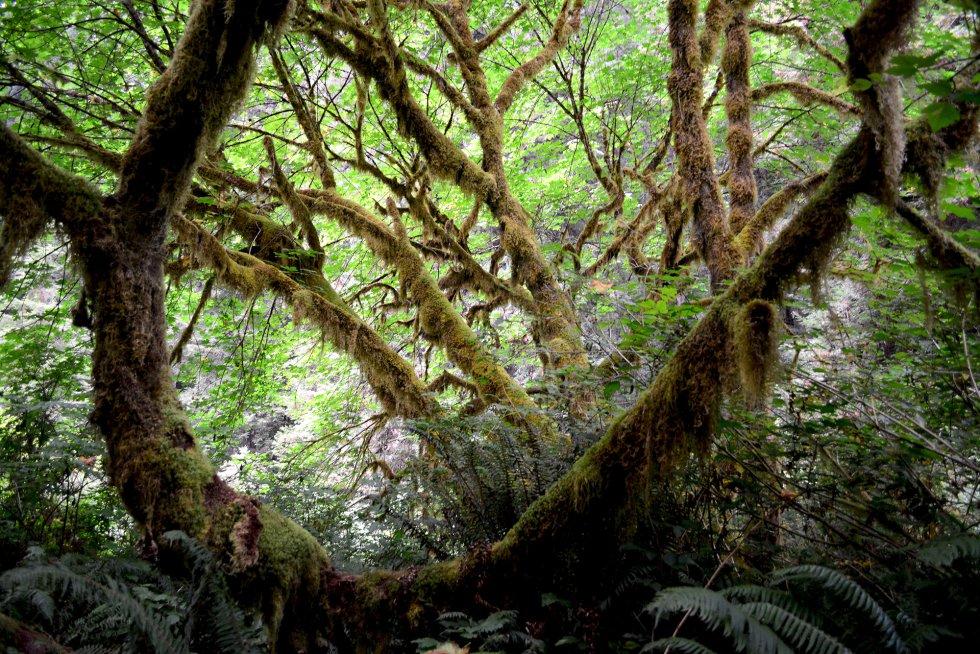 La evidencia cientÃ­fica estÃ¡ confirmando la importancia que tienen los pueblos indÃ­genas para conservar los bosques.rn