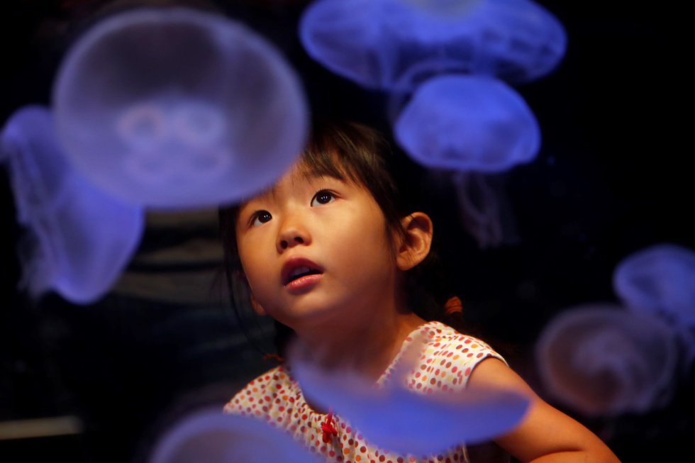 Una niña observa un tanque con medusas en el Acuario Shinagawa, en Tokio (Japón), el 28 de agosto de 2018.