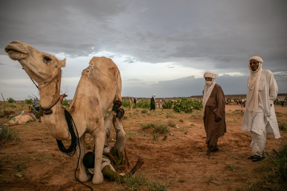 Uma criança tuaregue doma seu camelo no acampamento nas proximidades de Ingall. Os tuaregue consideram os camelos como um elemento sagrado de sua cultura. São fundamentais durante as viagens através das duras condições do deserto. Os camelos são fornecedores de leite nutritivo essencial para as famílias nômades, são o meio de transporte durante a travessia e servem de inspiração para escritos e lendas tuaregues.