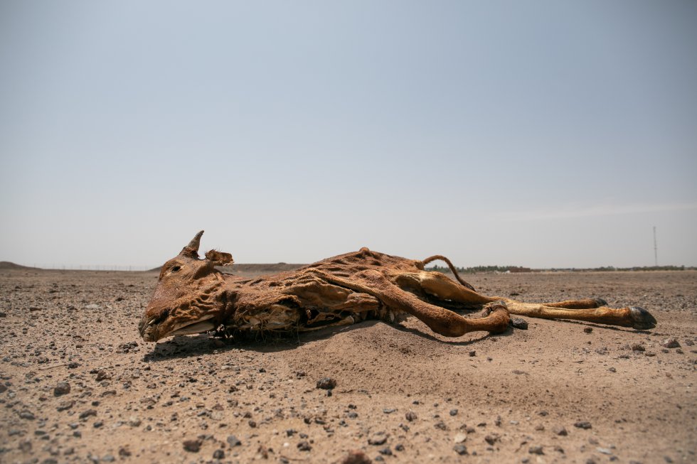 Nos últimos quatro anos, a falta de chuva e secas intensificaram-se em todo o Sahel. Os nômades do Níger, acostumados às duras condições de vida exigidas pelas zonas semidesérticas que separam o Saara da savana africana, também se ressentem da passagem da mudança climática. Mudanças no ritmo e frequência das chuvas, temperaturas mais altas e a escassez de água e comida na passagem das aldeias colocam em risco os rebanhos de animais. A morte do gado não só supõe uma perda econômica para os nômades, como também um duro golpe sentimental no seio de suas famílias.