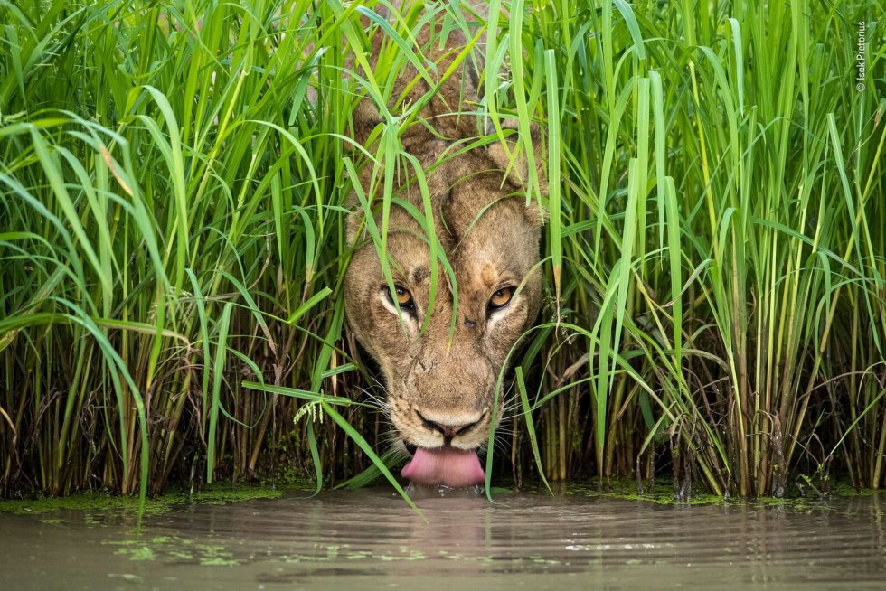 © Isak Pretorius - 'Wildlife Photographer of the Year'