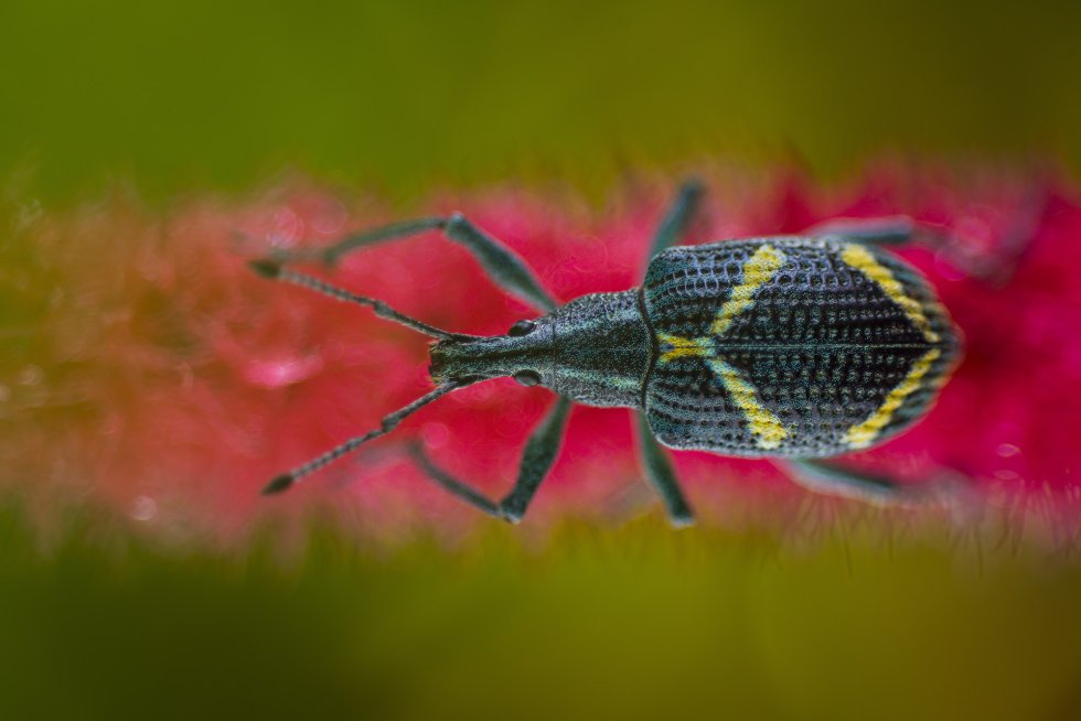 Gorgojo (Exophthalmus parentheticus). Estos escarabajos se caracterizan por su boca alargada. La Mana, Ecuador.