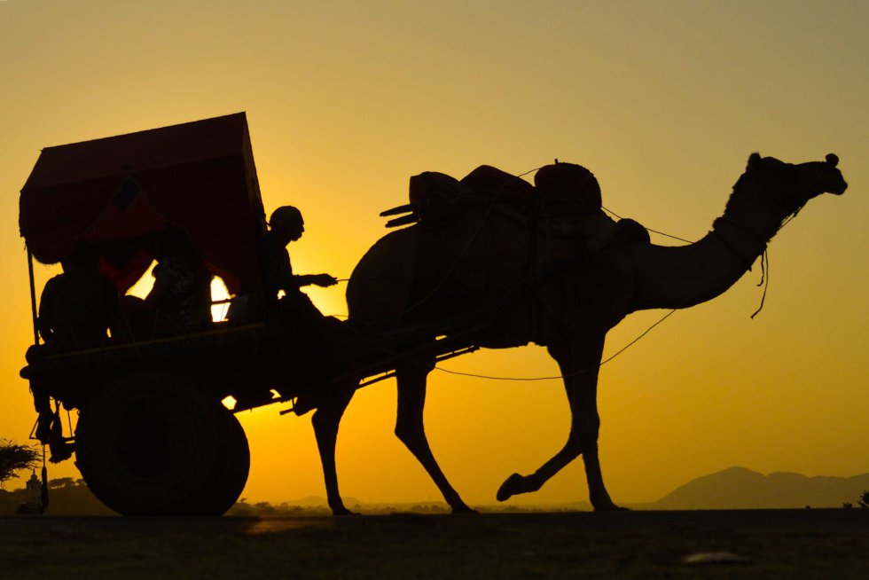 Un hombre viaja en un carro tirado por un camello durante la Feria de Puskhar, en Rajasthan (India). Miles de comerciantes de ganado de la región acuden a la tradicional feria anual de camellos, una de las más grandes del mundo. 