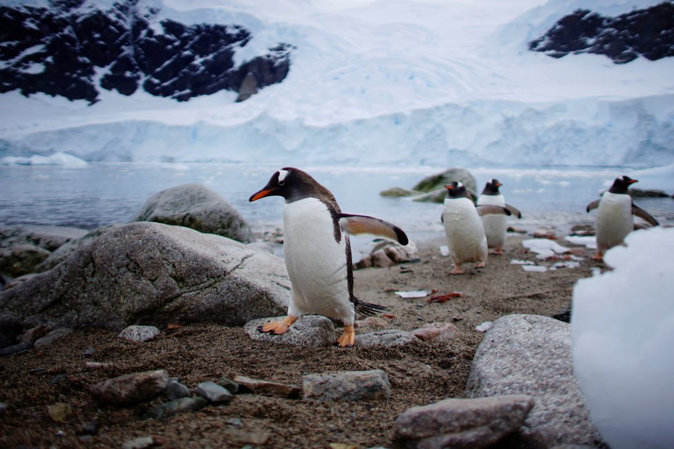 Um grupo de pinguins em Porto de Neko (na costa oeste da Antártica), em 16 de fevereiro de 2018.