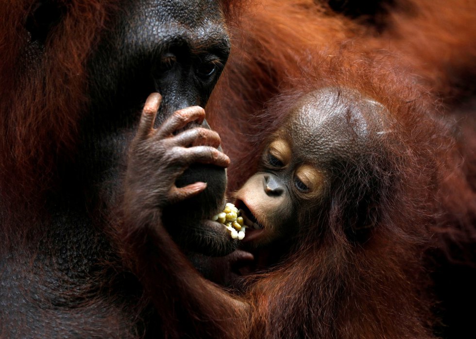 'Khansa', o bebê orangotango número 46 do zoológico de Cingapura, se segura na mãe 'Anita' durante uma exibição para a imprensa, em 11 de janeiro de 2018.
