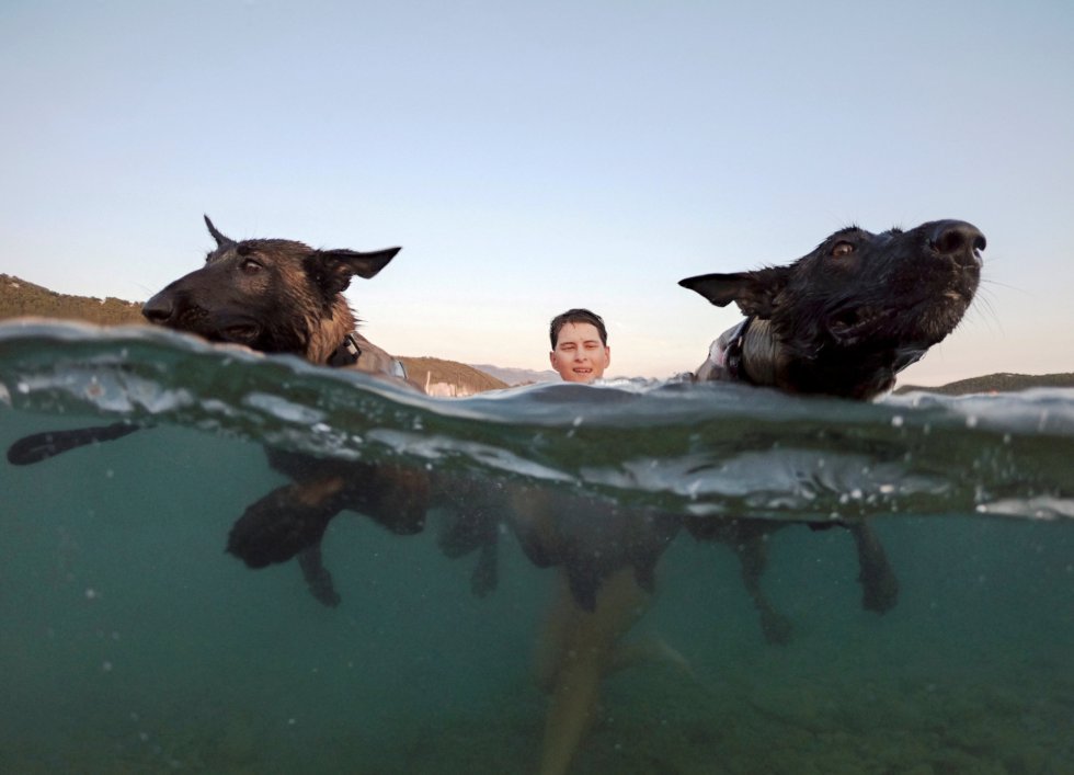 Dois cães participam com o dono da corrida Underdog 2018 na praia croata de Banjol, em 28 de agosto de 2018.