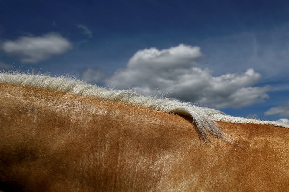 Detalhe da crina de um cavalo Palomino durante a feira equina de Spancil Hill (Irlanda), em 12 de junho de 2018.