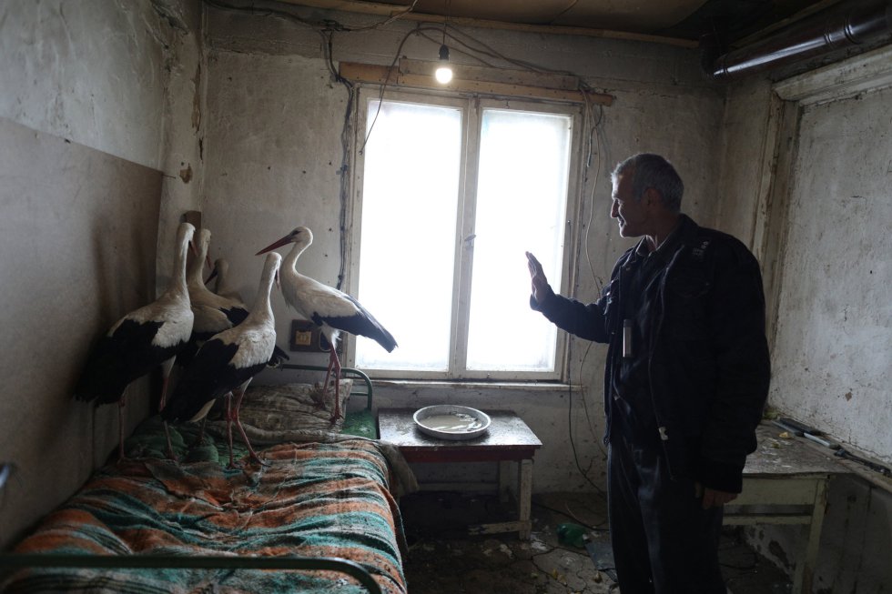 O búlgaro Safet Ismail, de 53 anos, junto às cegonhas que salvou das geladas em Zaritsa, em 21 de março de 2018.