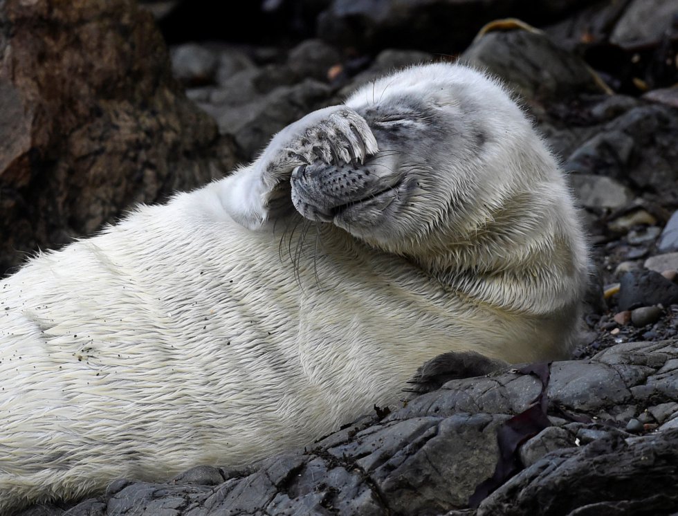 Uma foca do Atlântico tampa a cara enquanto descansa entre as rochas de em uma praia em St Martin's Haven, em 8 de outubro de 2018.