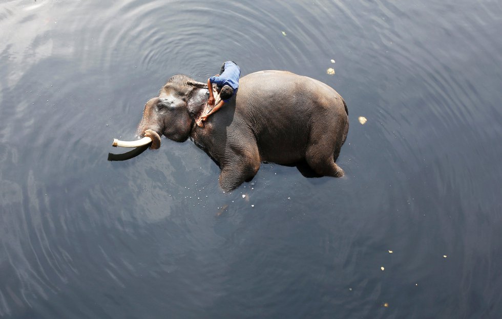 Um jovem dá banho em seu elefante nas águas contaminadas do rio Yamuna em Nova Delhi (Índia), no dia 6 de fevereiro de 2018.