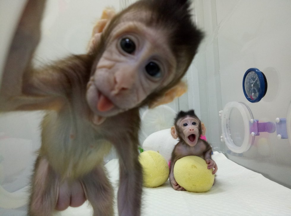 Os macacos clonados 'Hua Hua' e 'Zhong Zhong' nas instalações da Academia Chinesa de Ciências de Xangai, em 20 de janeiro de 2018.