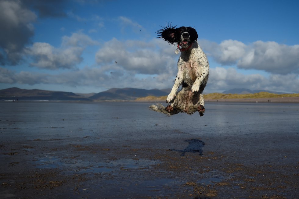 Cão pula para pegar uma bola em uma das praias do povoado irlandês de Rossbeigh, em 4 de fevereiro de 2018.
