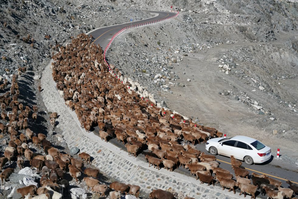 Um rebanho de ovelhas atravessa uma estrada na província chinesa de Altay, em 19 de setembro de 2018.