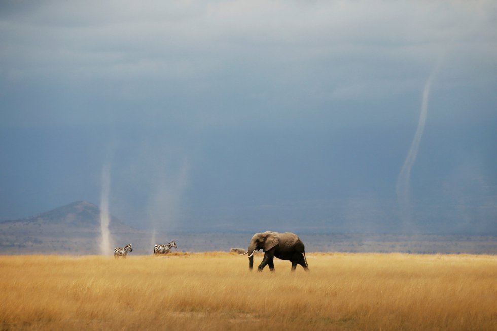 Um elefante e zebras caminham no Parque Nacional de Amboseli (Quênia).