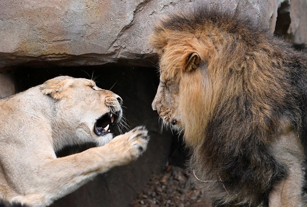 Uma leoa ataca um leão asiático durante evento pelo Dia Mundial do Leão no zoológico de Londres.