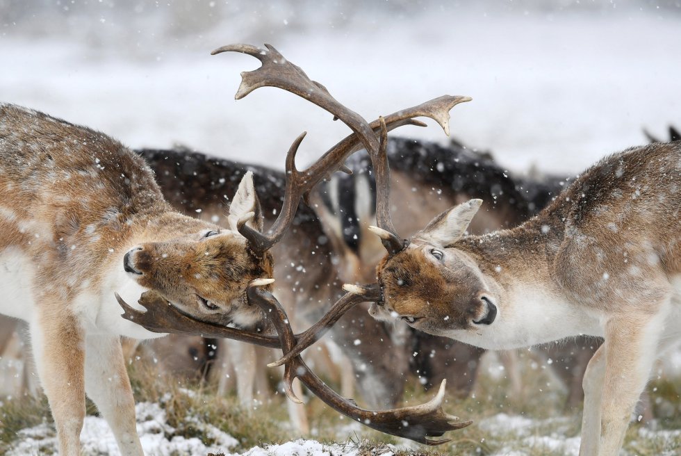 Dois cervos se chocam com os chifres durante um dia de neve no parque Richmond de Londres (Reino Unido), em 28 de fevereiro de 2018.