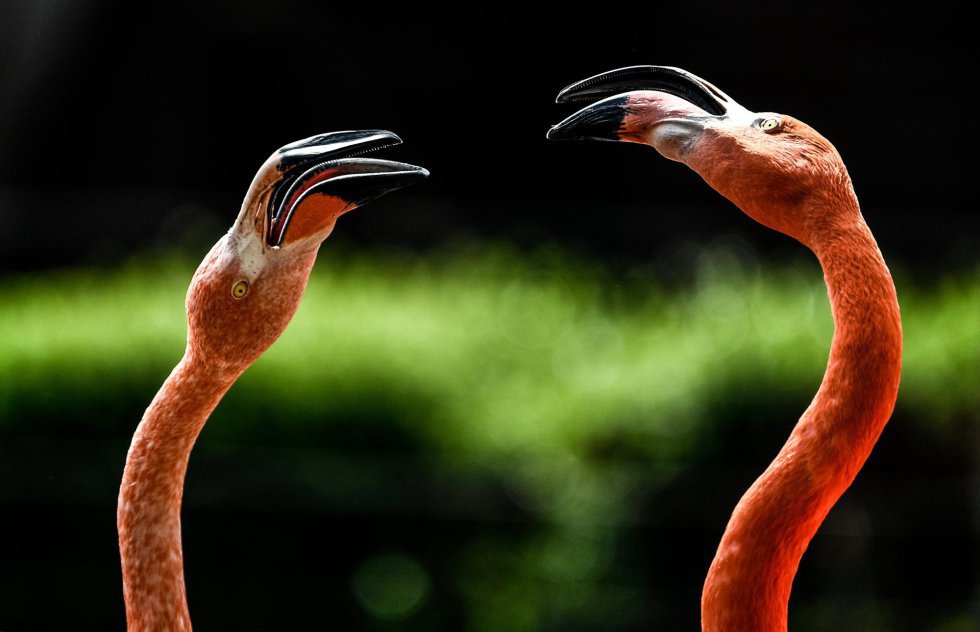 Dois flamingos no do zoológico de Dresde (Alemanha), em 20 de junho de 2018.