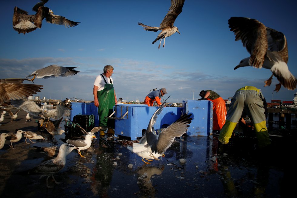 Um grupo de pescadores, rodeado de gaivotas, trabalha no porto português de Matosinhos, em 28 de maio de 2018.