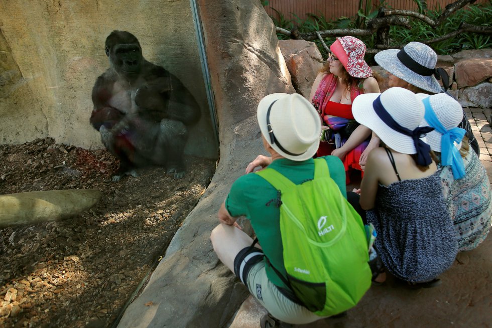 Um grupo de crianças observa um gorila no Bioparc Fuengirola (Espanha), em 7 de julho de 2018.