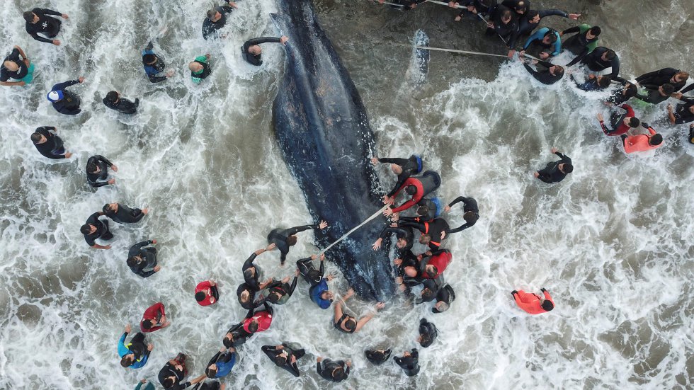 Trabalhadores de resgate e voluntários ajudam uma baleia encalhada em Mar del Plata (Argentina), em 9 de abril de 2018.