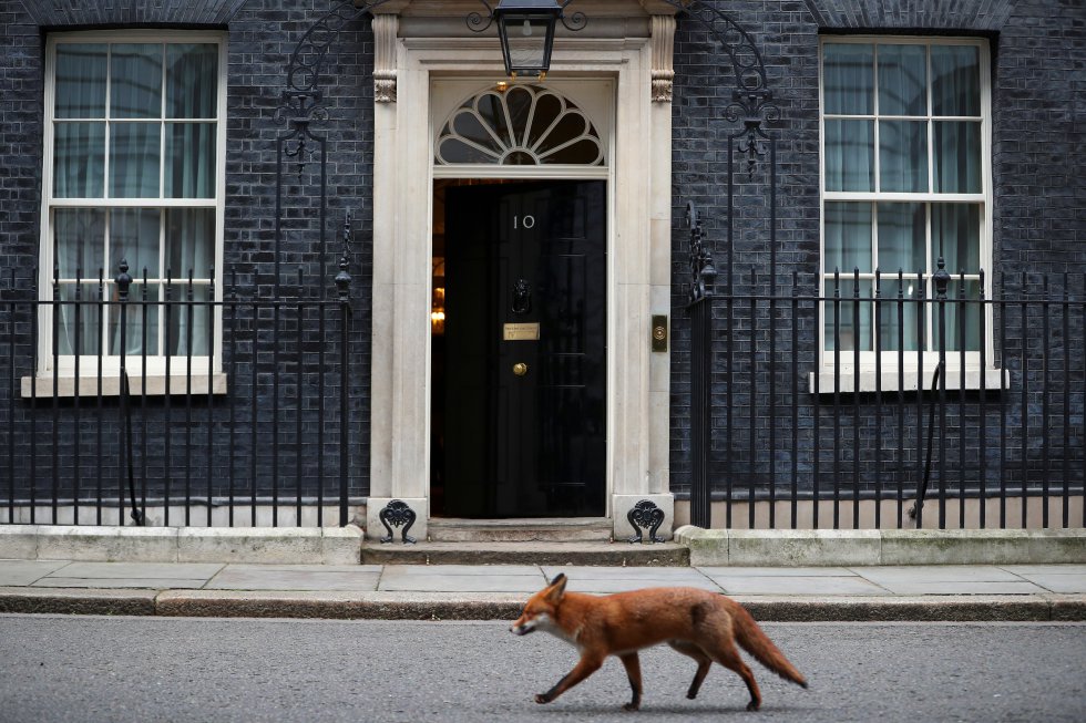 Uma raposa passa adiante da 10 Downing Street, a residência oficial de Londres, em 16 de junho.