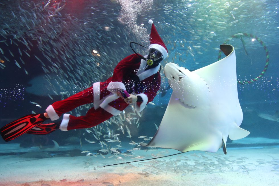 Um mergulhador vestido de Papai Noel nada junto a uma arraia em um aquário de Seul, em 7 dezembro de 2018.
