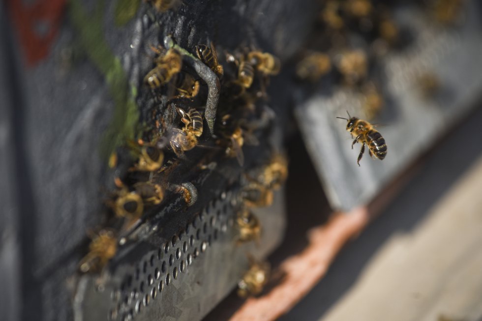 Climate change alters ecosystems and endangers local flora and fauna. According to the Intergovernmental Panel on Climate Change (IPCC), around 50% of species studied have been affected by climate change. The disappearance of bees will take an especially heavy toll on agriculture. Around 70% of Spain’s most important crops rely on insects, such as bees, for pollination. Bee populations, however, have fallen drastically this century due to climate change and other factors such as the use of insecticides and the spread of predators such as the Asian hornet and European bee-eater bird.