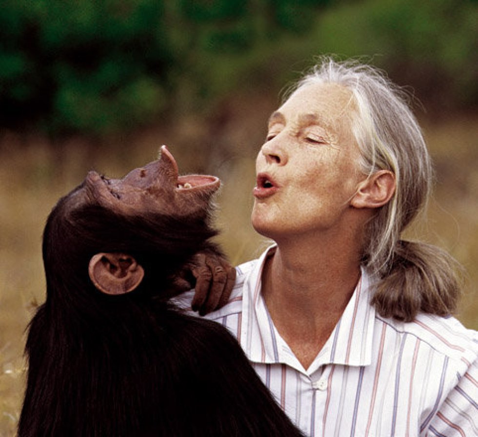 Fotos Jane Goodall E Seus Chimpanzés ‘honoris Causa’ Ciência El PaÍs