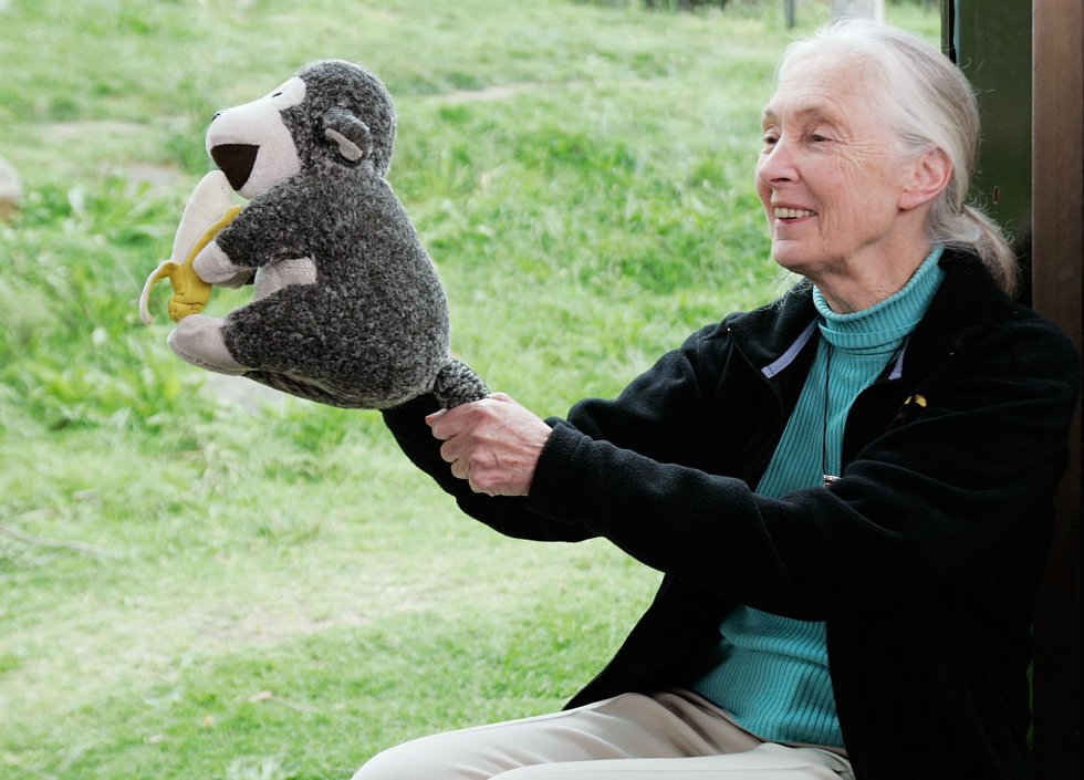 Fotos: Jane Goodall y sus chimpancés, 'honoris causa' | Ciencia ...