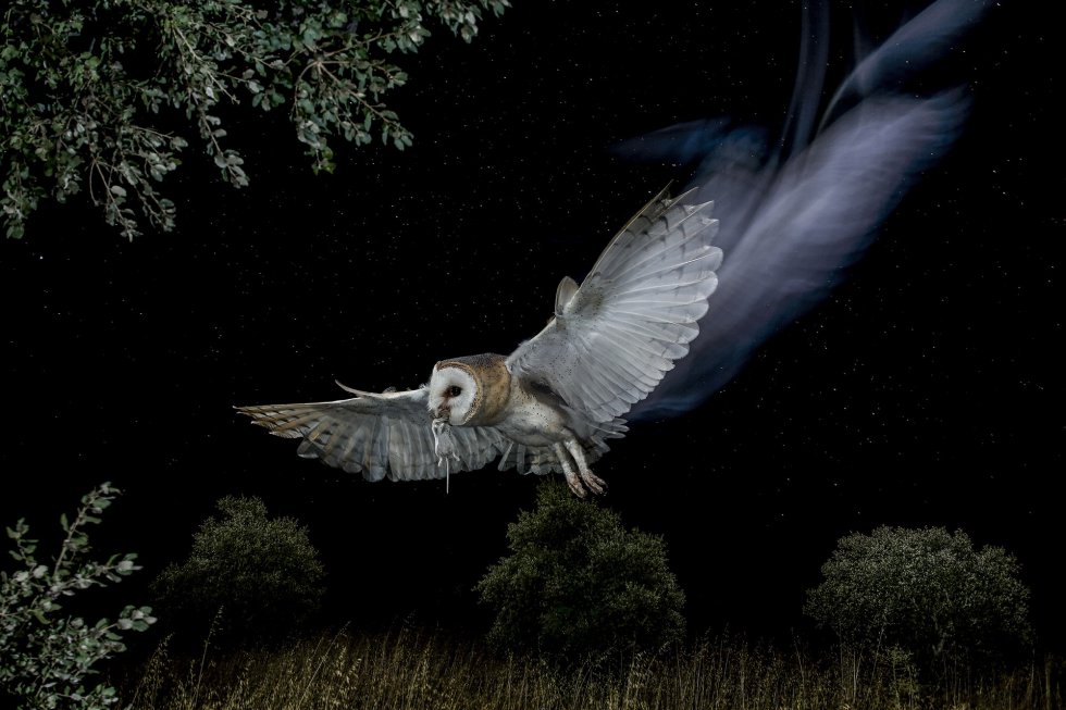 La lechuza común resulta una cazadora implacable gracias a su vuelo limpio y silencioso.