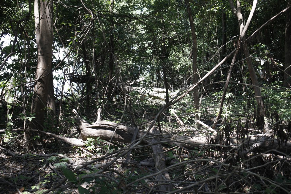 Atualmente, na Amazônia brasileira existem mais de 200 comunidades com uma população estimada de 6.000 pessoas, segundo a Federação das Organizações Indígenas do Rio Negro. No Brasil, um milhão dos 209 milhões de habitantes são indígenas e vivem em terras que ocupam um 12,5% do território do país.