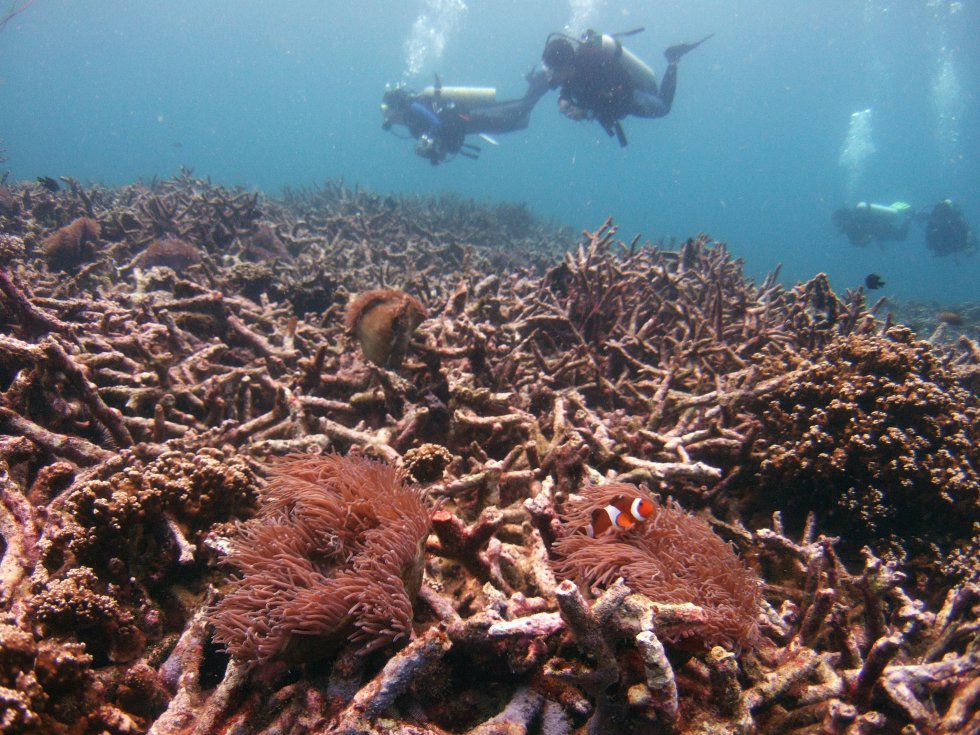 Ecossistemas marinhos como os recifes de corais estÃ£o sendo devastados e enfrentam uma descoloraÃ§Ã£o maciÃ§a causada pelo calor crÃ´nico que jÃ¡ afeta 70% dessas superfÃ­cies no mundo. A Grande Barreira de Corais da AustrÃ¡lia Ã© uma das mais afetadas, com mais de 50% de sua Ã¡rea atingida, enquanto os manguezais perderam entre 20% e 35% de seu alcance desde 1980. Na imagem, mergulhadores nadam em uma cama de corais mortos na Ilha Tioman da MalÃ¡sia, em 2018.