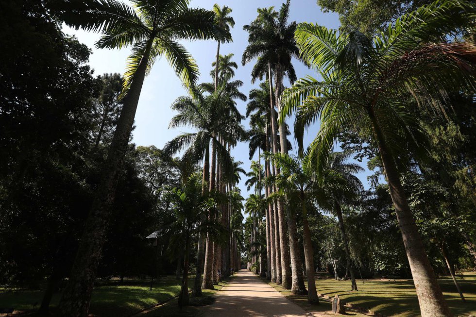 As Palmeiras Imperiais que acompanham o passeio de quem visita o Jardim Botânico do Rio.