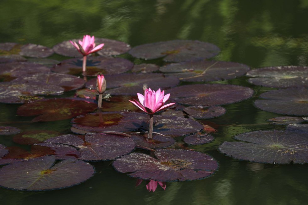 Na entrada encontra-se o Jardim Sensorial, um espaço criado para as pessoas com deficiência visual para que possam tocar e aprender de botânica em uma experiência de acessibilidade. Na foto, um detalhe de uma Vitória amazônica, também chamado Vitória regia, no Jardim Botânico nesta quarta-feira.
