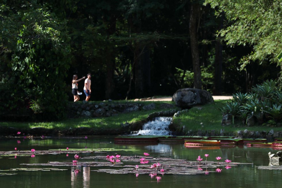 Nenúfares conhecidos como Vitória regia na lagoa do mesmo nome no Jardim Botânico.