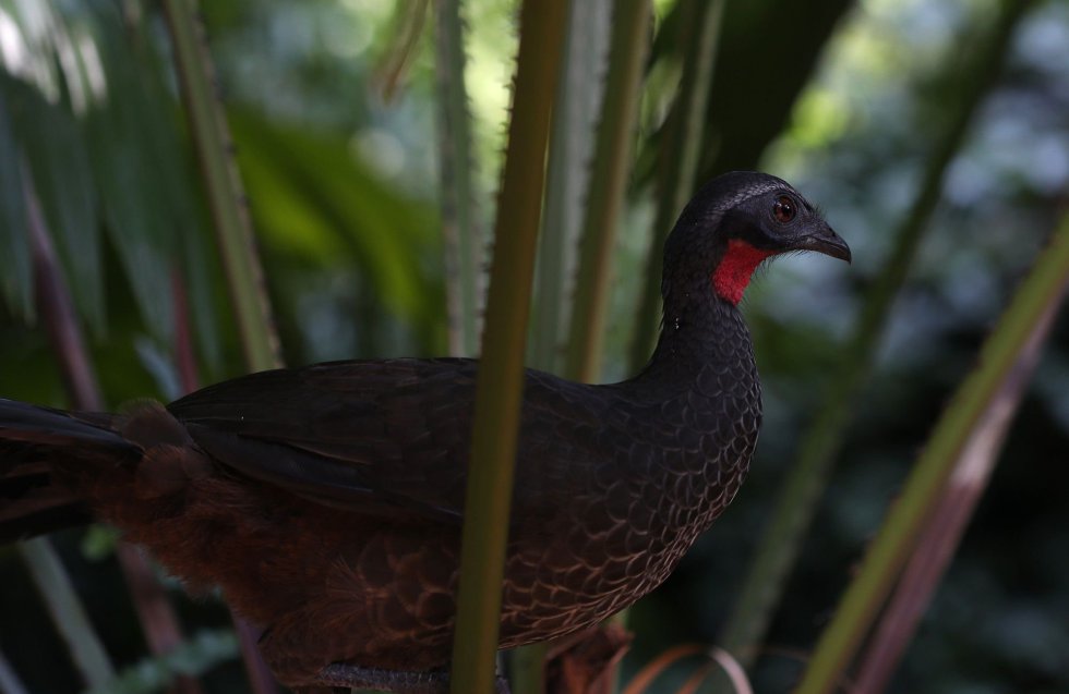O Jardim Botânico do Rio fica perto da lagoa de Rodrigo de Freitasa. Na imagem, uma Penelope, uma espécie de ave que reside no local.
