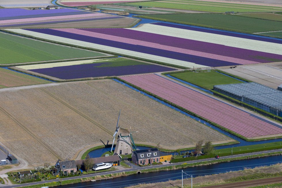 Fotos: Holanda se tiñe de color con sus tulipanes | Actualidad | EL PAÍS