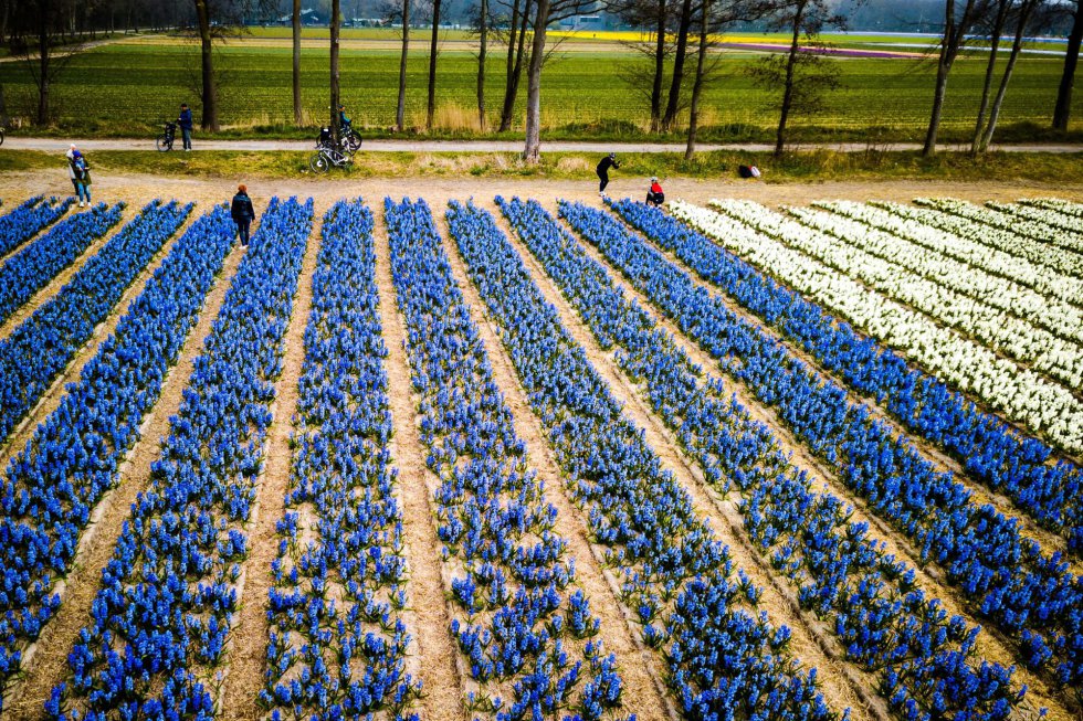 Fotos: Holanda se tiñe de color con sus tulipanes | Actualidad | EL PAÍS